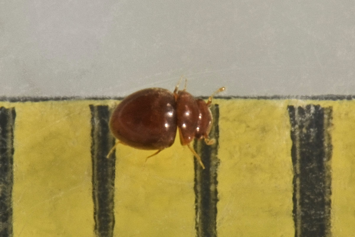 Clambidae: Loricaster sp?